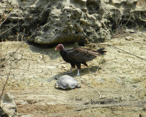 A turkey vulture checking out a dead turtle.