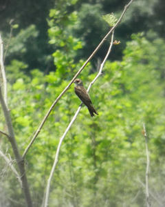 A bunch of swallows flew over our heads, eating the pesky bugs.