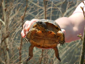 Mom found a turtle stranded on a rock outcropping. So she picked it up and gave it a ride to solid land.