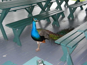 The others had to leave early, so Danielle and Kristina stayed for a picnic lunch. The peacocks joined us too!