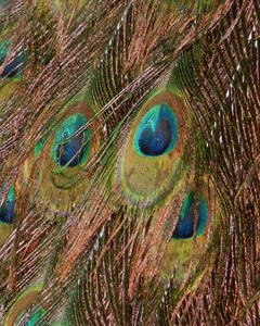 Close-up of the peacock's tail feathers.