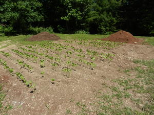 The greenbeans coming along.