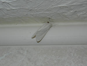 A white moth hanging out in the bathroom.