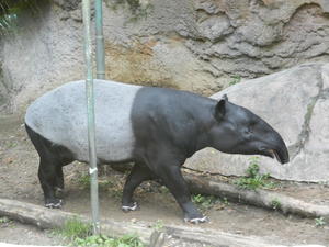 We spent an afternoon at the Louisville Zoo with Kristina's parents and Uncle John and his family. Here's a tapir.