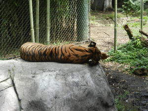 A tiger sleeping peacefully.