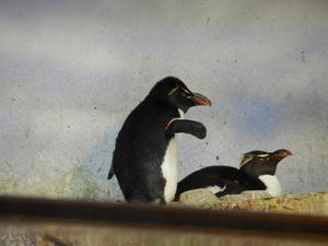 Cute penguins ready for dinner. 