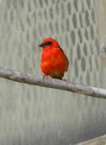 The birds in the bird sanctuary were very unique!