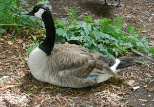 Canada Goose keeping watch.