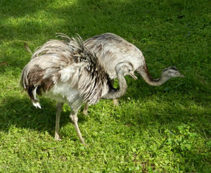 The Emus were so much fun to watch!