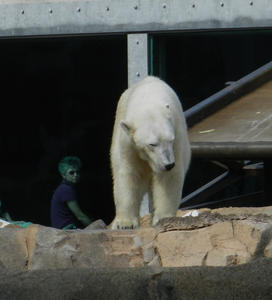 Mr Polar Bear was VERY hungry!