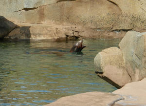 So was the sea lion! They sure made the noise!