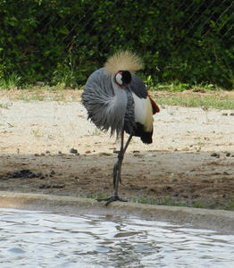 The secretary bird posed quite nicely!