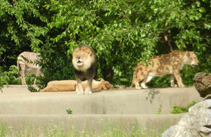 The lions were entertaining, too!