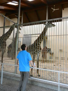 Uncle John checking out the giraffe. 