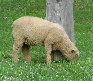 Cute little lamb out grazing in the yard.