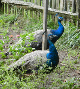 Peahens posing nicely.