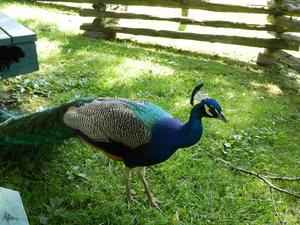 The peacocks enjoyed begging food from Dad during our picnic lunch!