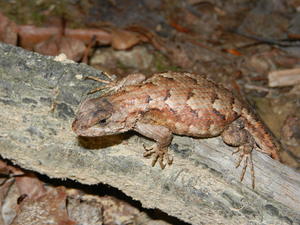 Lizard we found along the trail.