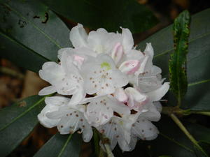 Rhododendrum were in full bloom.