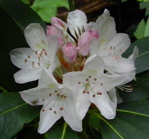 More Rhododendrum.