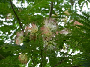 Mimosa tree in bloom.