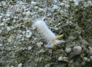 Funny-looking white caterpillar that Tonya found.