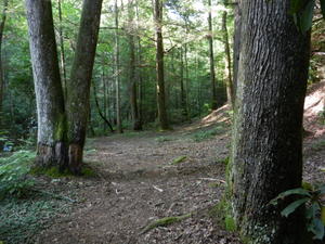 Glimpse of the forest trail.