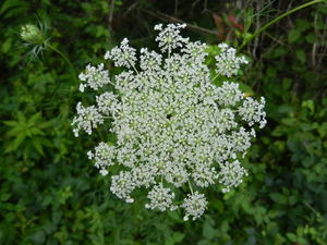 Queen Ann's Lace