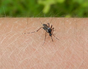 Daniel had to endure a bite to get this photo!