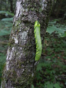 A worm crawling up a tree.