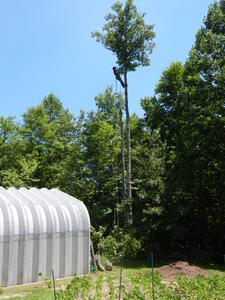 Steven helped cut down a few trees that were too close to our garage and house.