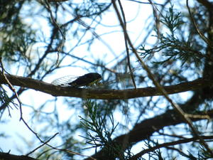 One of the many, many cicada's in our tree. 