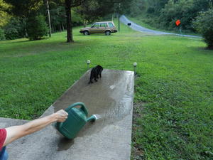 Claws entertaining herself by chasing water. (lol she is so funny to watch!)