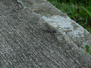 Daniel caught sight of a tiny lizard sunning himself on our sidewalk.