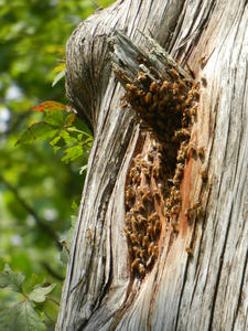 Bee Hive in a tree near their driveway.