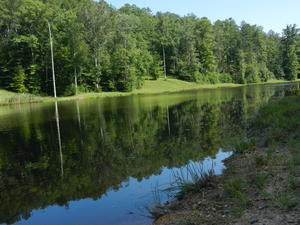 Beautiful reflection at the pond.