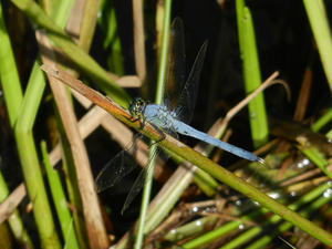 Daniel met us at the pond, and he enjoyed getting a few nature close-ups out there.