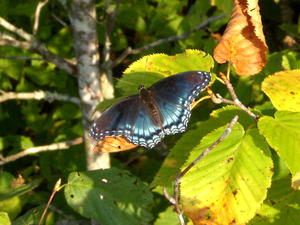 A butterfly that flew around us for a while.