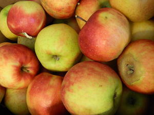 Jonagold apples, ready for applesauce!