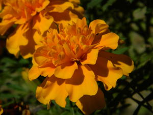 Marigolds in the flowerbed.