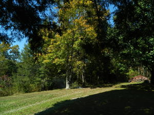 Fall colors in the front yard.