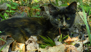 Marble LOVES playing in the leaves!