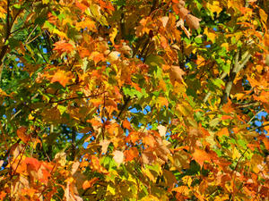 Fall leaves are SO pretty!