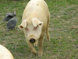 The animals at Ernie's neighbor's house.