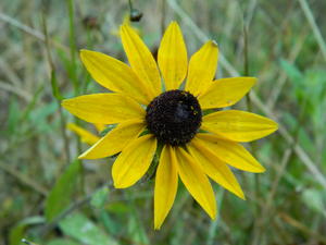 Last fall flowers blooming.