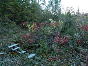 The bridge on our nature trail.