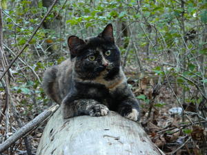 Marble loves taking walks with us, so she came along too!