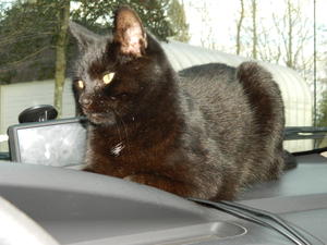 Claws enjoying a warm spot in the car when we got home.