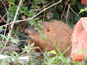 A Groundhog who lives in a hole near where Kristina parks her car, when she works at the Health Food Store in Somerset.