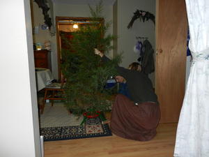 We got a smaller tree this year, so had to work at it to fit it in the stand!